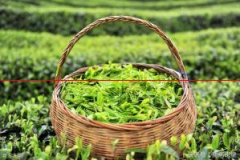 茶叶种植，病虫害成灾的
