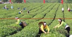 越南茶叶出口现状及解决方案（上）