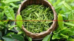绿茶、红茶、白茶、黑茶、乌龙茶的鉴别方法