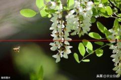 槐米茶——国槐的花蕾
