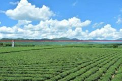 白沙：以茶为媒的绿色经济愈发多姿多彩
