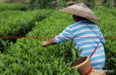 全球最大的茶叶品牌是立