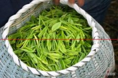 广西特产——三江茶