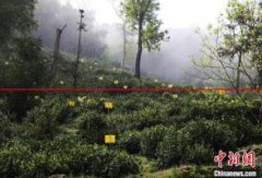 2021年安徽省茶叶出口量位居全国第二位