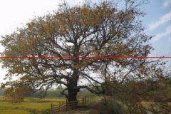 飘之绿：古树名木资源普查与树龄鉴定