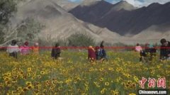新疆塔县：帕米尔高原雪菊陆续采摘上市