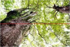 6月1日起，成都市古树名木保护管理规定将正式施行