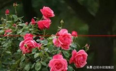 玫瑰和月季有什么区别？园艺达人教你分区月季与玫瑰的常用技巧