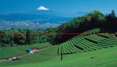 【区域品牌】静冈县：打造日本第一健康茶区域公共品牌