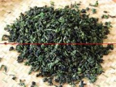 种植白芽奇兰茶，如何提