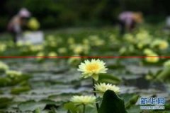 广西柳北：打造九品香水莲花种植基地