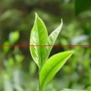 茶叶的组织结构及芽与叶