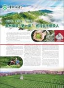 人民日报：贵州绿茶迎来新年“第一采”