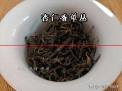 茶中贵族——凤凰单丛茶