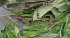 茶树茶黑毒蛾幼虫发生的危害和防治方法