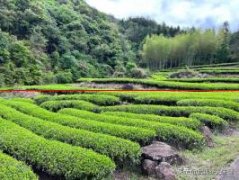 武夷岩茶的山场有哪些？