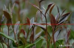 【茶知识】茶树红紫芽叶的形成及其控制