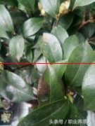 茶花叶片出现黑色斑块，是什么原因造成的？