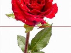 玫瑰盆栽与水栽养法不同，玫瑰花的简单易学