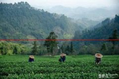 竹叶青茶：有名的绿茶品