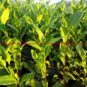 【种植技术】茶树的播种和幼苗移栽定植技术