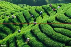 中国是茶叶的原产国，世