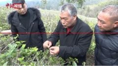台湾制茶师邱宽武：把台湾乌龙茶带到云南，发展400亩有机茶园
