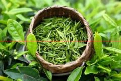 【消费提示】“中国江北第一名茶”崂山茶陆续上市