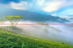 【茶园施肥】茶树施肥的原则和种类