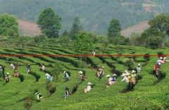 宁洱：“茶叶+旅游”推动茶产业转型升级