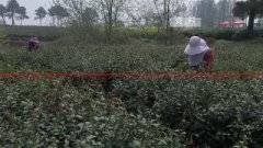 扬州：四个农产品获农业