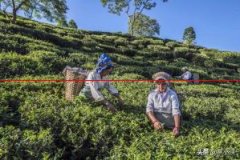 印度什么时候开始大量喝茶？