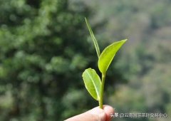 明前春尖普洱茶怎么样(明