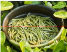 如何辨识六安瓜片的品质干茶？