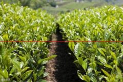 茶叶种植，如何提高茶籽播种的出苗率？