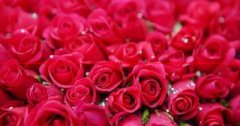 5月14日的玫瑰情人节是恋人们互送玫瑰表达爱意的日子