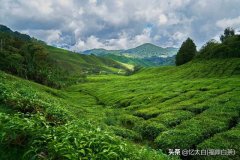 茶饼打开后怎么保存(茶饼