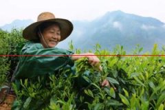 宁国又创尖茶新产品——