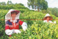 诏安：擦亮“八仙茶”品牌助力乡村振兴