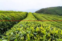 绿茶、红茶、乌龙茶怎么喝？