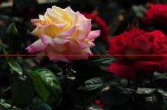 花店卖的“玫瑰”到底是月季还是月季？