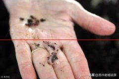 中国特有的昆虫产品——t虫茶