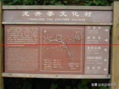 今天，西湖龙井43号品种开始采摘了，今年价格如何？