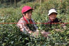 【种植技术】茶叶幼苗移栽与管理