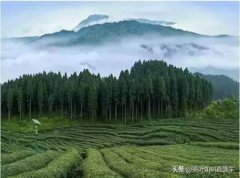 为什么峨眉高山的竹叶青，不需要洗茶？